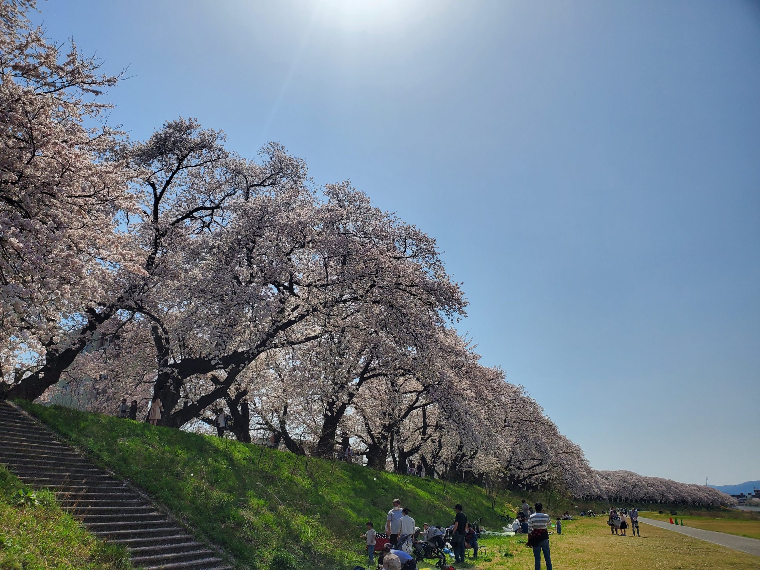 今日は息子とお花見に福井桜祭りへ！！