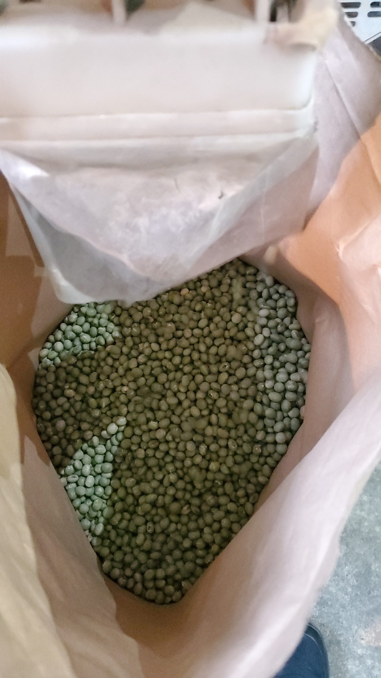 ようやく青大豆の選別を行うことができました。緑がきれいです。