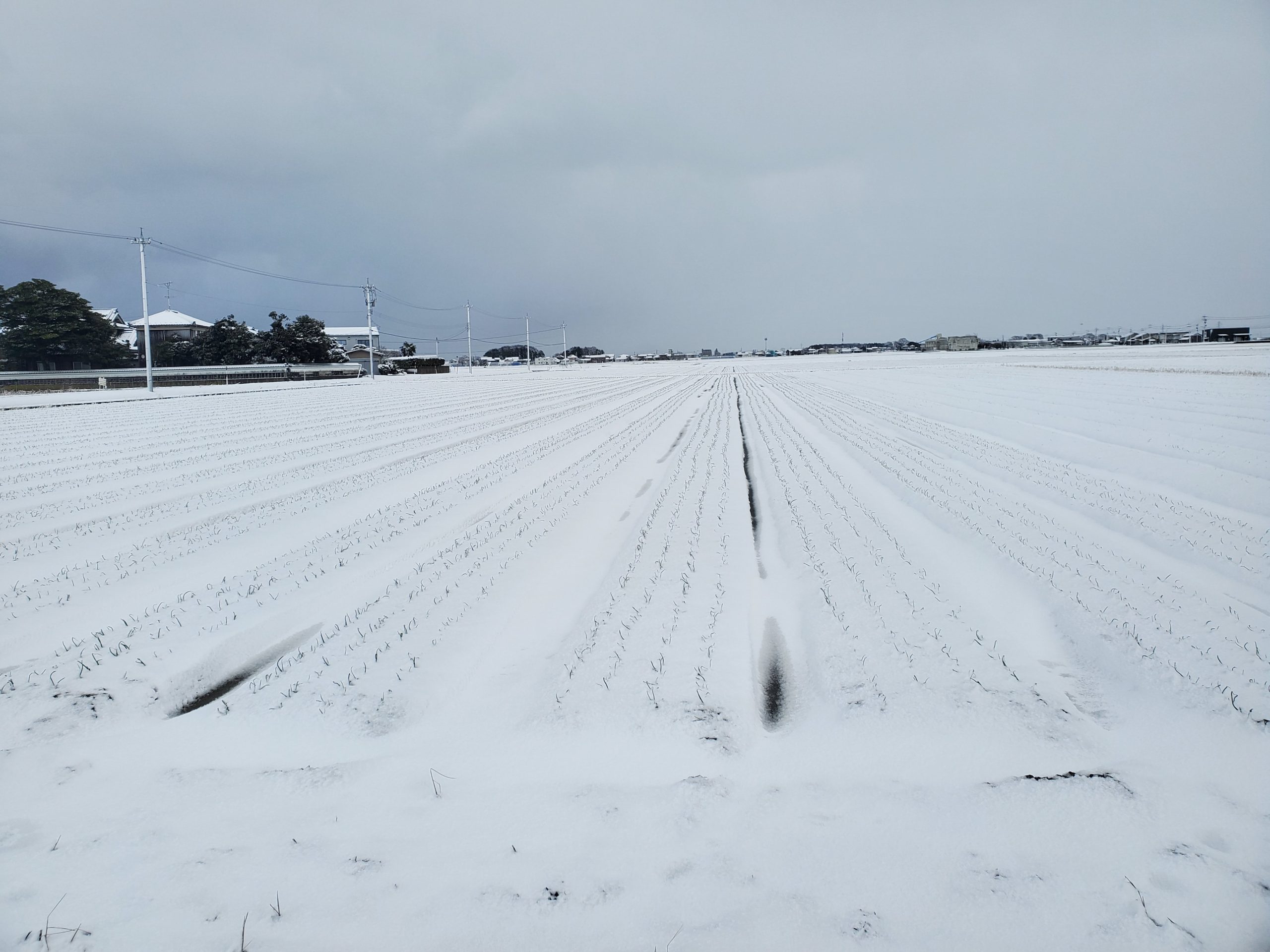 予報通り雪が積もりました！！玉ねぎ畑も真っ白です