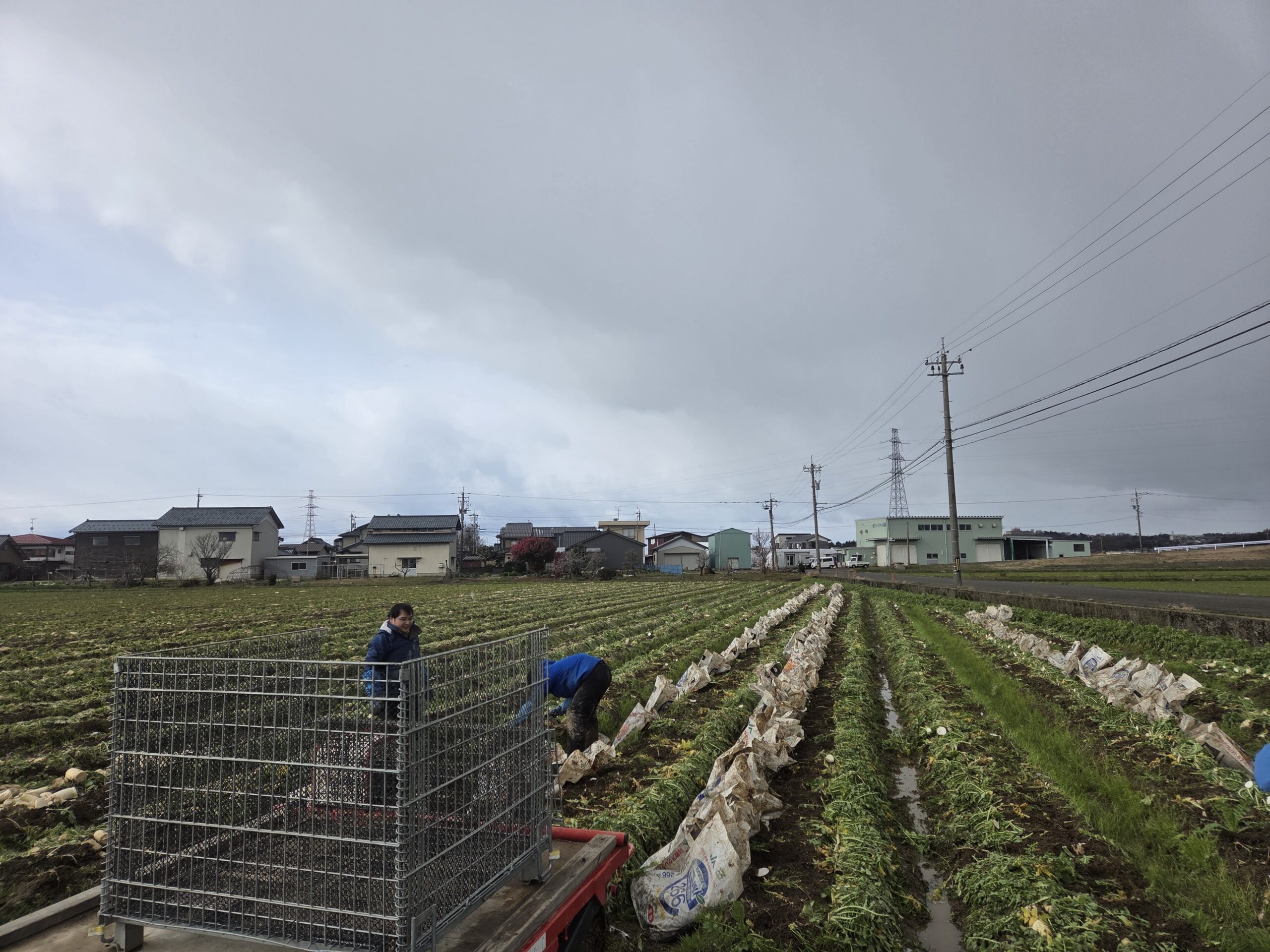 今季最後の大根出荷はとても寒かったー