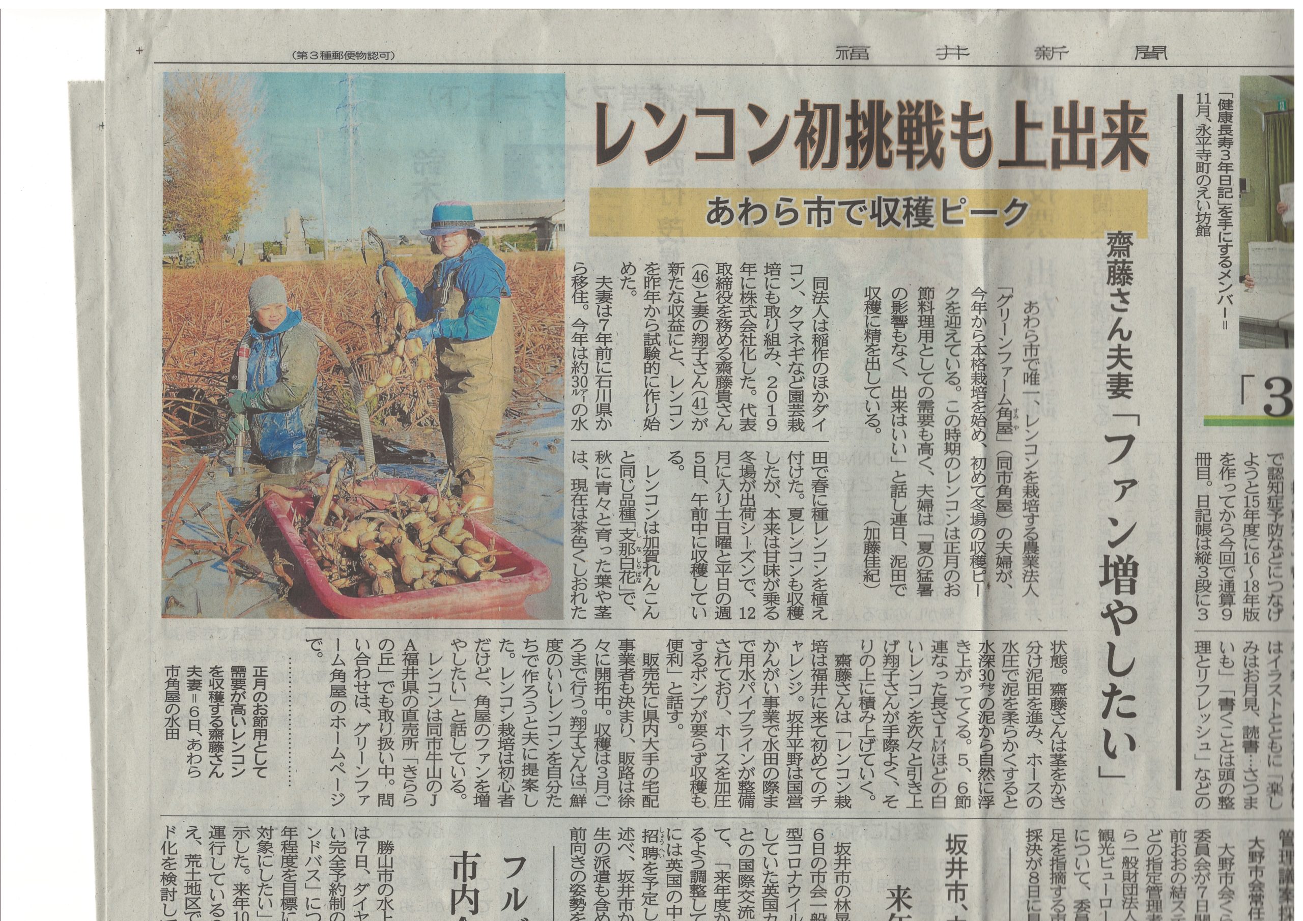 福井新聞にれんこん収穫を記事にしていただきました！！